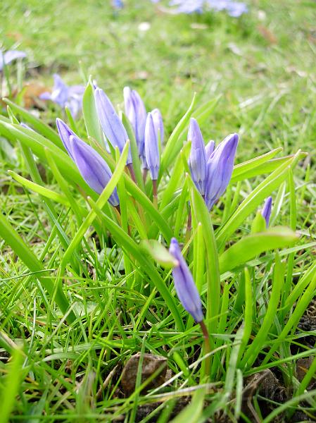 DSCN4696.JPG - Vårstjärna