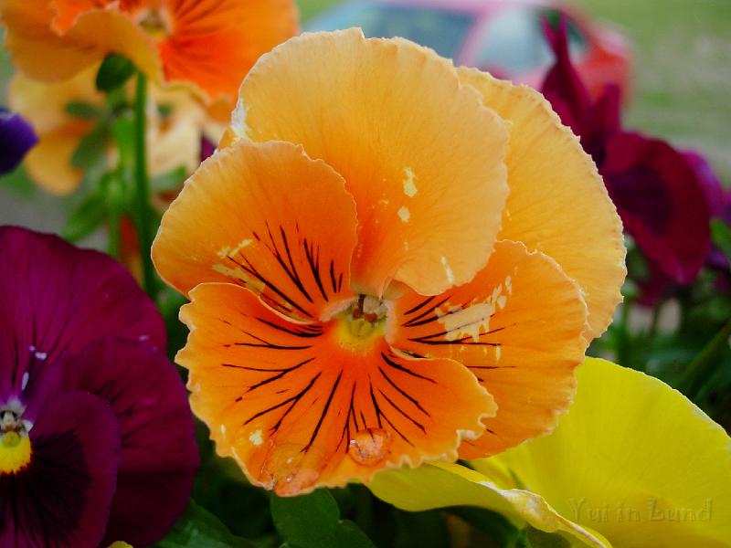 DSCN5433.JPG