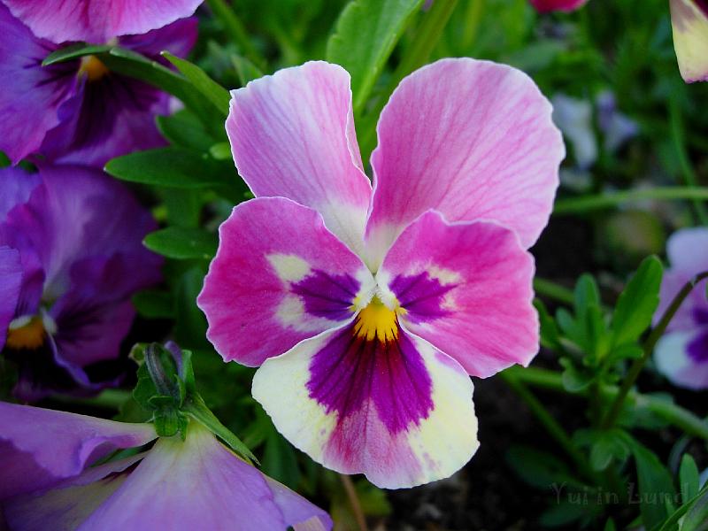 DSCN5545.JPG