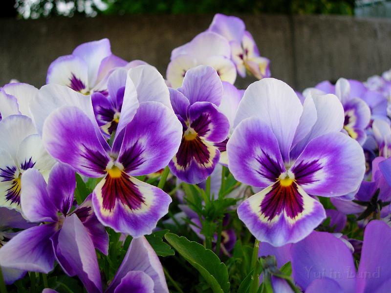 DSCN5558.JPG