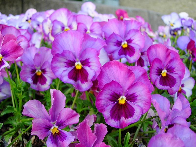 DSCN5559.JPG