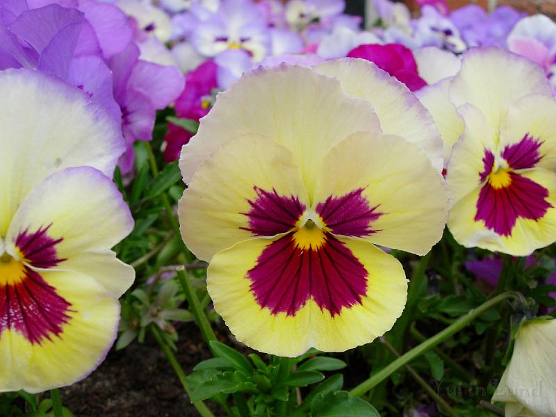 DSCN5566.JPG