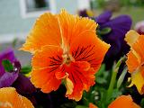 DSCN5436