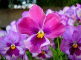 DSCN5551