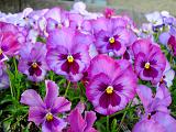 DSCN5559