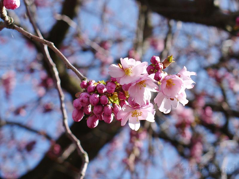 DSC00640.JPG - Sakura -- Prydnadskörsbär -- Accolade
