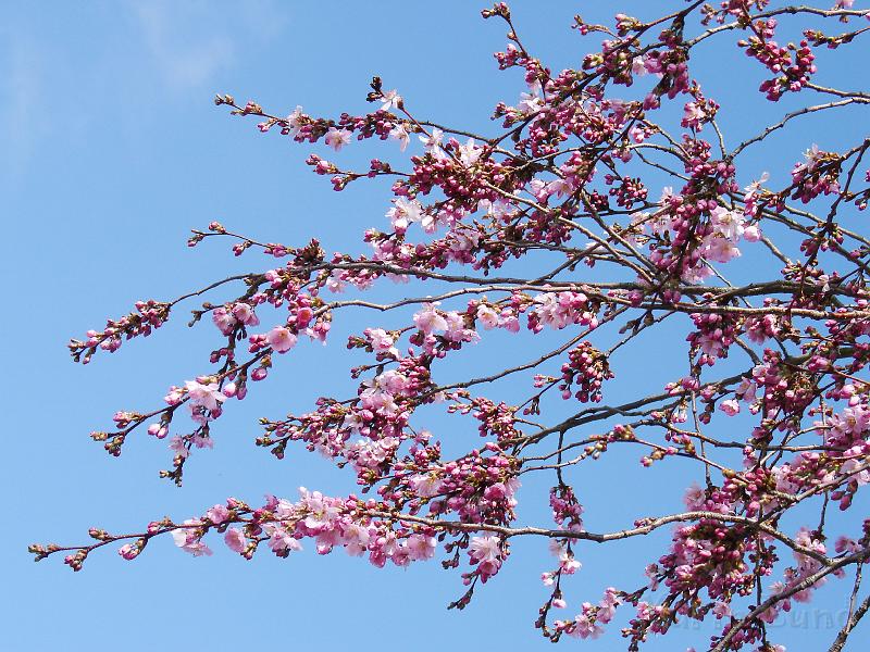 DSC00643.JPG - Sakura -- Prydnadskörsbär -- Accolade