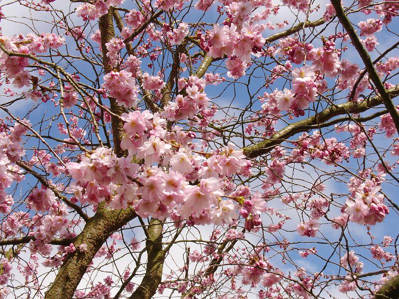 DSC00662.JPG - Sakura -- Prydnadskörsbär -- Accolade