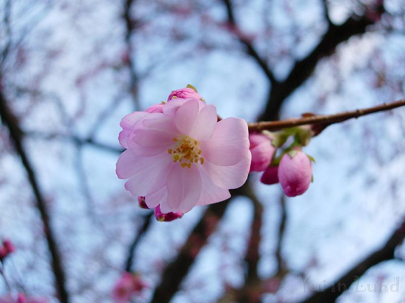 DSCN4862.JPG - Sakura -- Prydnadskörsbär -- Accolade