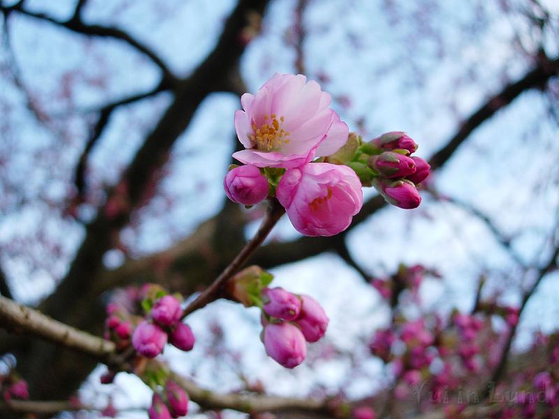 DSCN4863.JPG - Sakura -- Prydnadskörsbär -- Accolade