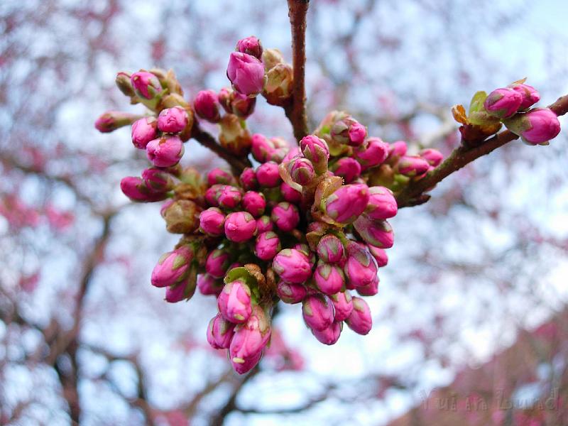DSCN4864.JPG - Sakura -- Prydnadskörsbär -- Accolade