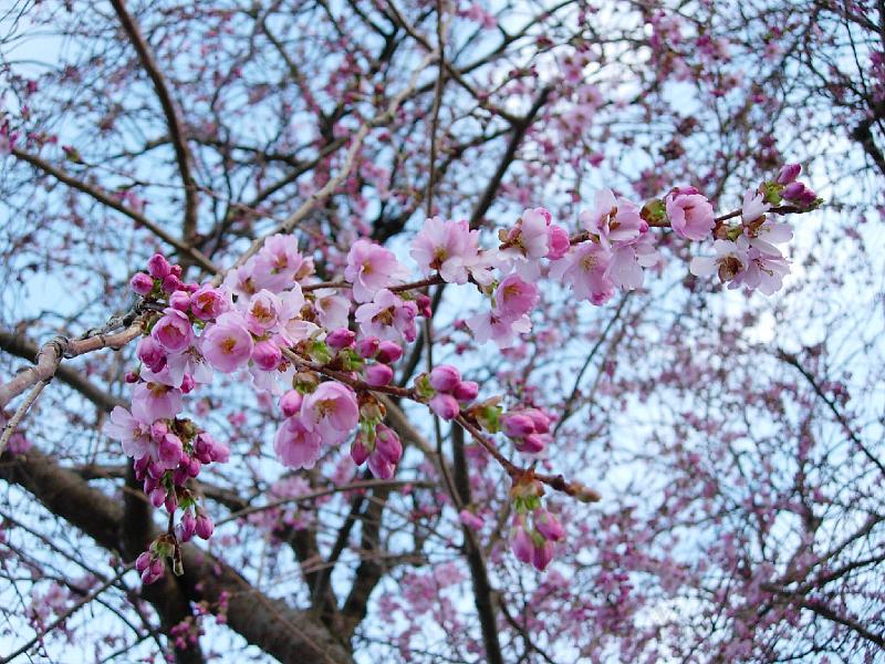 DSCN4868.JPG - Sakura -- Prydnadskörsbär -- Accolade