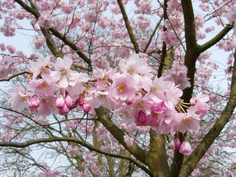 DSCN5123.JPG - Sakura -- Prydnadskörsbär -- Accolade