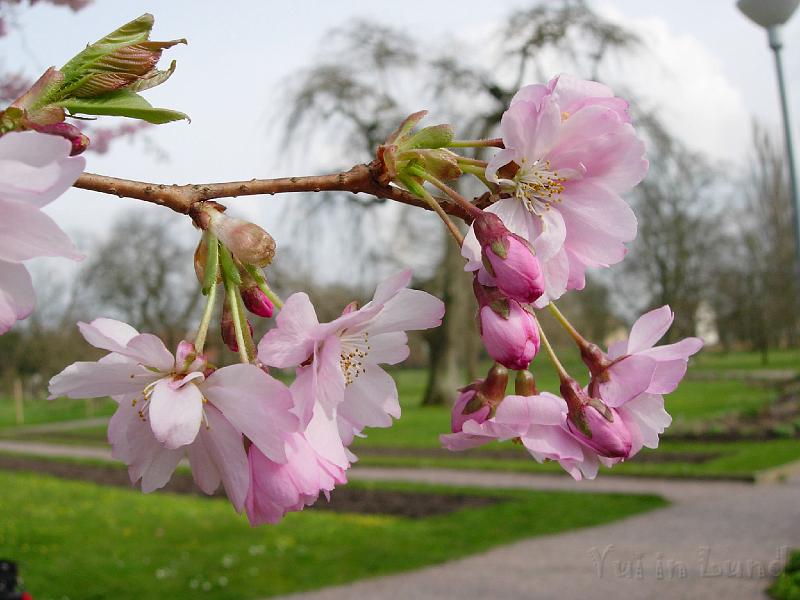 DSCN5127.JPG - Sakura -- Prydnadskörsbär -- Accolade
