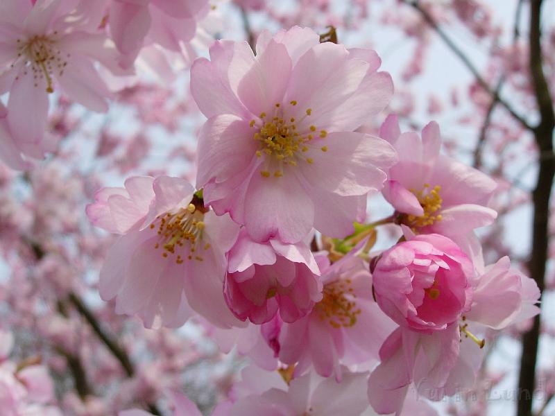 DSCN5128.JPG - Sakura -- Prydnadskörsbär -- Accolade