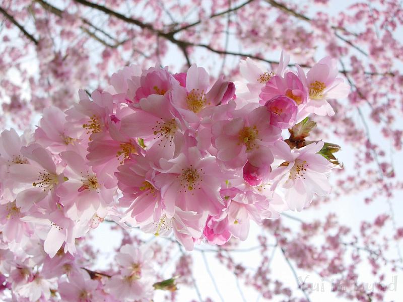 DSCN5129.JPG - Sakura -- Prydnadskörsbär -- Accolade