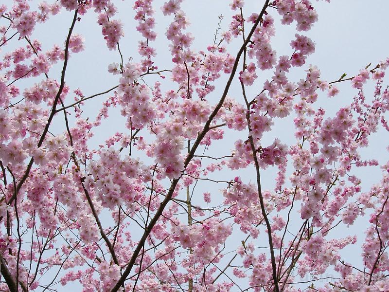 DSCN5132.JPG - Sakura -- Prydnadskörsbär -- Accolade