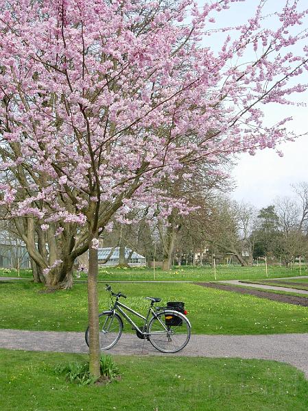 DSCN5133.JPG - Sakura -- Prydnadskörsbär -- Accolade -- with my bicycle  :)