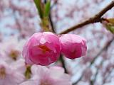 DSCN5124