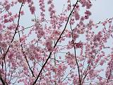 DSCN5132