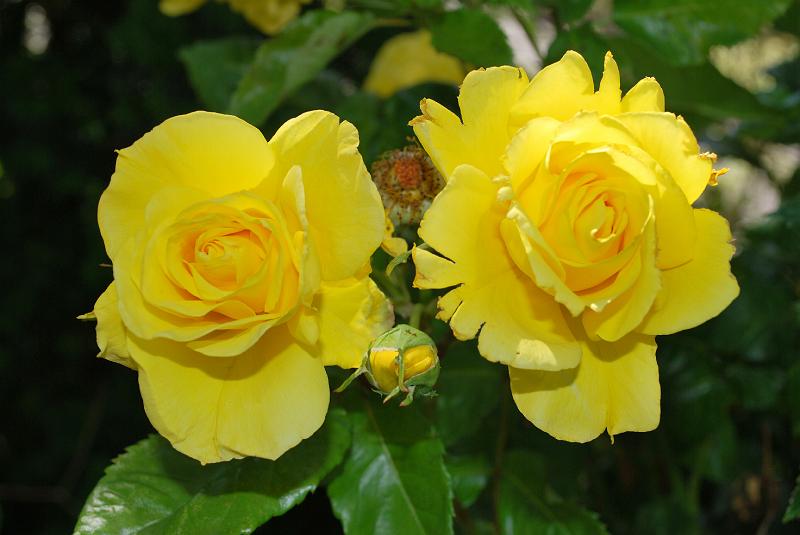 DSC_0050.JPG
