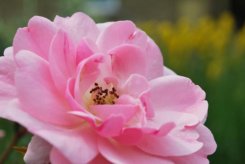 DSC_0532.JPG