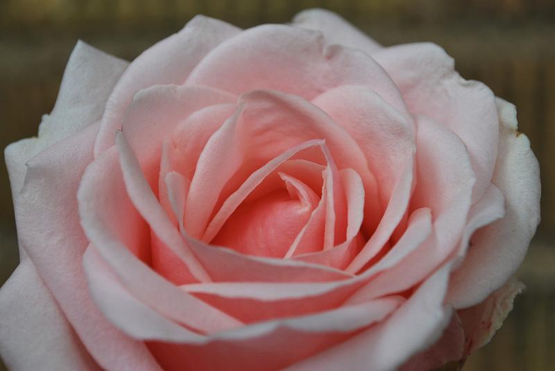 DSC_0601.JPG