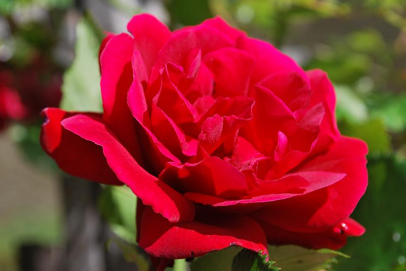 DSC_0723.JPG
