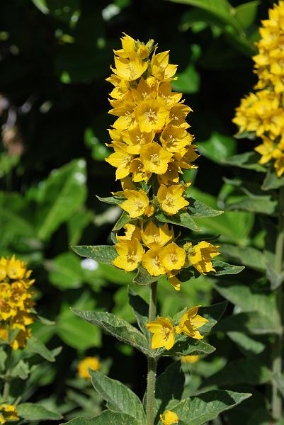DSC_0761.JPG