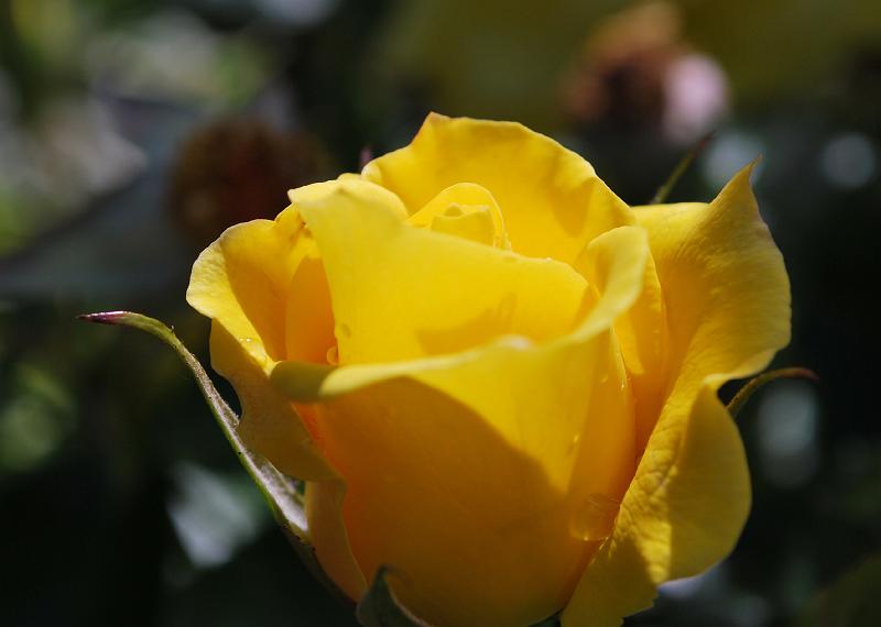DSC_0803.JPG