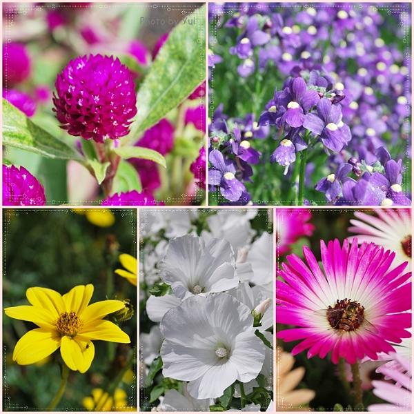 Flowers_Botan03.jpg - เรื่องมีอยู่ว่า พักเที่ยง แล้วนึกอยากกิน ฟาราเฟ่ล