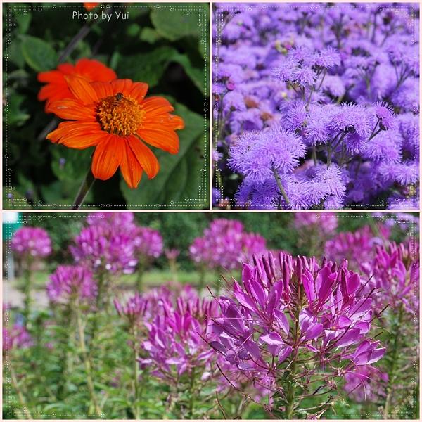 Flowers_Botan07.jpg - ซื้อฟาราเฟ่ลในเมืองเสร็จสรรพก็แวะไปหาที่นั่งกินในสวน ...แต่ว่าฟ้าปิดอ่ะ เศร้า