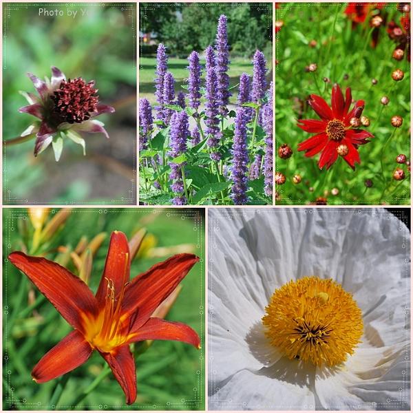 Flowers_Botan10.jpg - ดอกไม้สวย งามเจิดจ้า ท้าแมลงและตากล้องสุดๆ