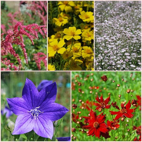 Flowers_Botan12.jpg - เห็นหลายคนไปเดินเล่น ก็ควักกล้องออกมาแชะๆ เช่นกัน