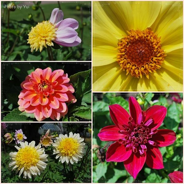 Flowers_Botan16.jpg - ดอกไม้พวกนี้อยู่ในตระกูล *Dahlior*