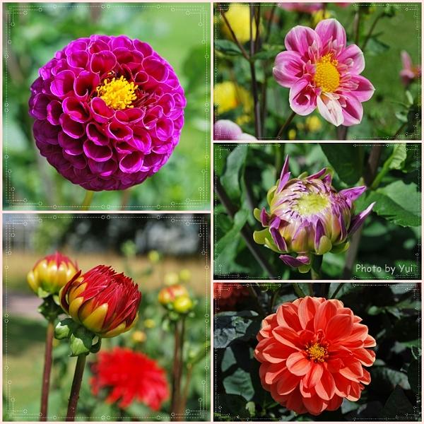 Flowers_Botan19.jpg - เห็นทีแลกไปยืนมองอยู่นั่นแหละว่า ทำไมธรรมชาติสร้างสรรมาได้ปานนี้