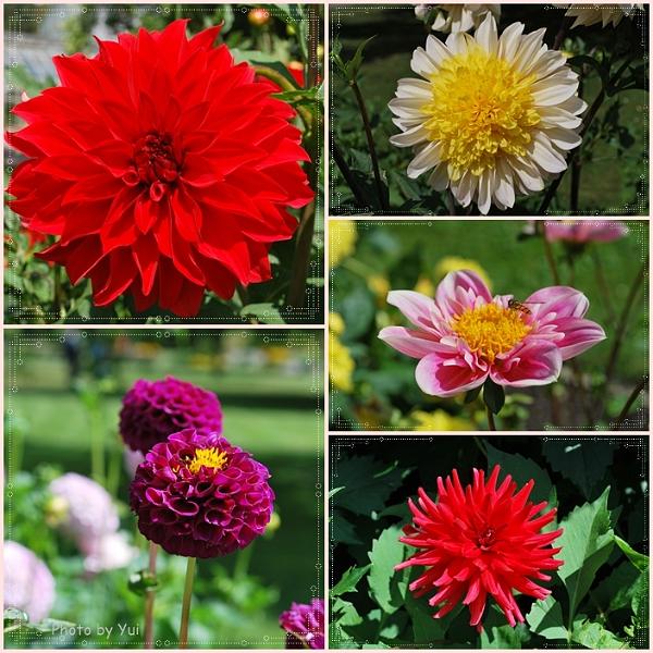 Flowers_Botan20.jpg - เห็นกี่ทีๆ ก็ยังอึ้ง รู้สึกว่าปีนี้เค้าจะปลูกมากว่าปีที่แล้วด้วย และก็มีแบบใหม่ๆ มาด้วย