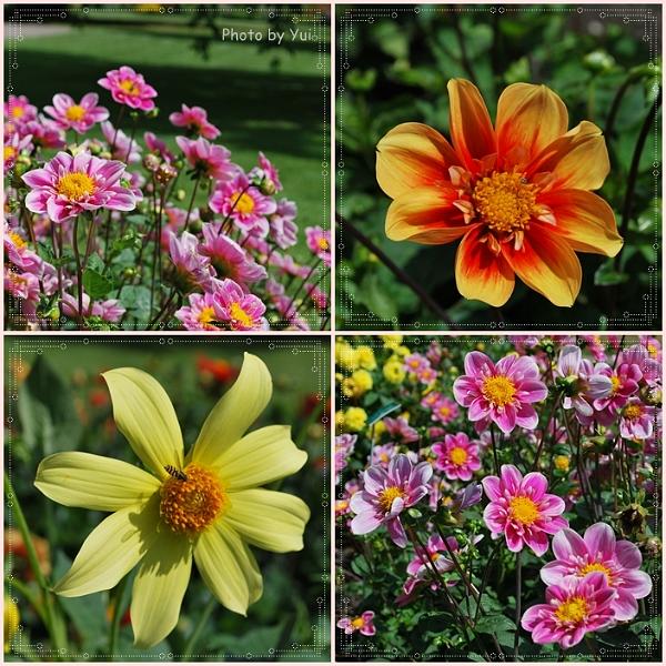Flowers_Botan21.jpg - วนไปวนมา ไม่อยากกลับไปทำงานเลยฟร่ะ เอิ๊กๆ ๆ
