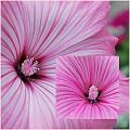 Flowers_Botan01