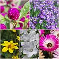 Flowers_Botan03