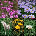 Flowers_Botan04