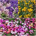 Flowers_Botan05