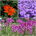 Flowers_Botan07