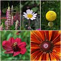 Flowers_Botan08