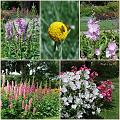 Flowers_Botan09