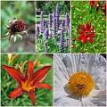 Flowers_Botan10