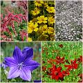 Flowers_Botan12