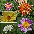 Flowers_Botan15