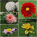 Flowers_Botan17