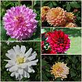 Flowers_Botan18